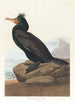 Cormoran à aigrettes - John James Audubon — vista dell’opera