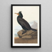 Cormoran à aigrettes - John James Audubon — quadro incorniciato alla parete