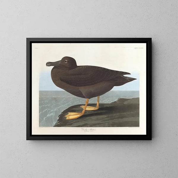 Albatros Sombre - John James Audubon — quadro incorniciato alla parete