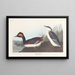 Grèbe à cou noir - John James Audubon — quadro incorniciato alla parete