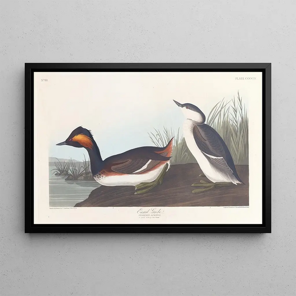Grèbe à cou noir - John James Audubon — quadro incorniciato alla parete