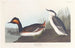 Grèbe à cou noir - John James Audubon — vista dell’opera