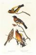 Gros-bec du soir, Gros-bec tacheté - John James Audubon — vista dell’opera