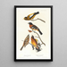 Gros-bec du soir, Gros-bec tacheté - John James Audubon — quadro incorniciato alla parete