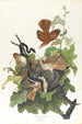 Grive fauve - John James Audubon — vista dell’opera