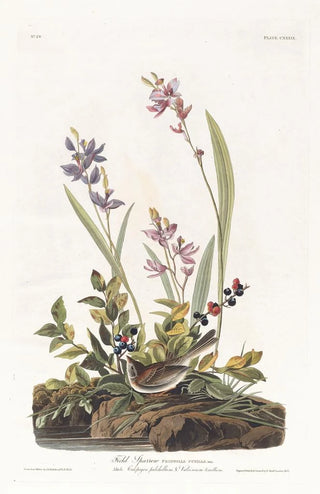 John James Audubon - Field sparrow.webp