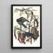 Corbeau poisson - John James Audubon — quadro incorniciato alla parete