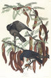 Corbeau poisson - John James Audubon — vista dell’opera
