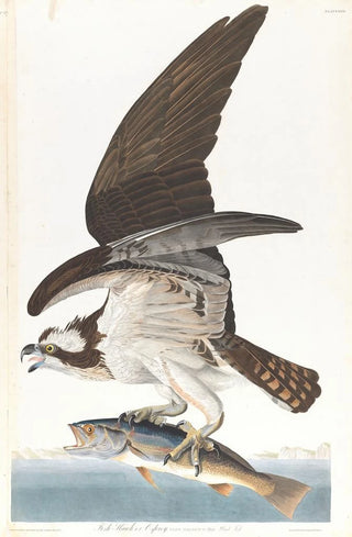John James Audubon - Fish hawk or osprey.webp
