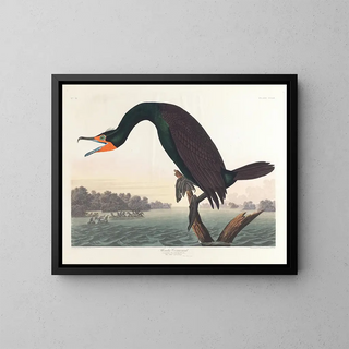 John James Audubon - Florida cormorant.webp