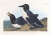 Guillemot insensato - John James Audubon — vista dell’opera