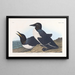 Guillemot insensato - John James Audubon — quadro incorniciato alla parete