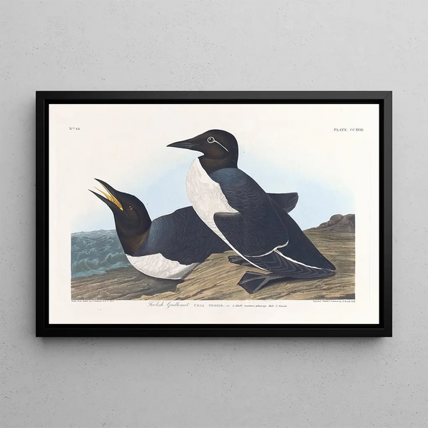 Guillemot insensato - John James Audubon — quadro incorniciato alla parete