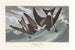 Pétrel a coda biforcuta - John James Audubon — vista dell’opera