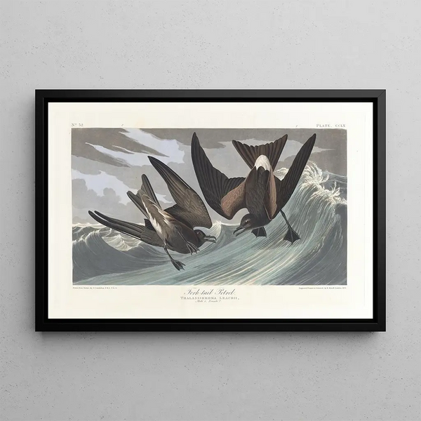 Pétrel a coda biforcuta - John James Audubon — quadro incorniciato alla parete