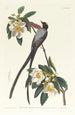 Tyran à longue queue - John James Audubon — vista dell’opera