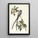 Tyran à longue queue - John James Audubon — quadro incorniciato alla parete