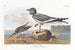 Gabbiano dalla coda forked - John James Audubon — vista dell’opera