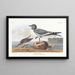 Gabbiano dalla coda forked - John James Audubon — quadro incorniciato alla parete