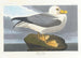 Pétrel fulmar - John James Audubon — vista dell’opera