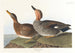 Canard Chipeau - John James Audubon — vista dell’opera