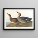 Canard Chipeau - John James Audubon — quadro incorniciato alla parete