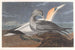 Fou de Bassan - John James Audubon — vista dell’opera