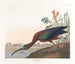 Ibis falcinelle - John James Audubon — vista dell’opera
