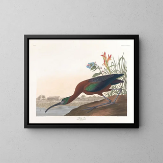 Ibis falcinelle - John James Audubon — quadro incorniciato alla parete
