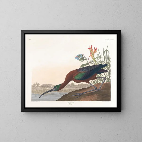 Ibis falcinelle - John James Audubon — quadro incorniciato alla parete