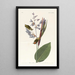 Troglodyte à crête dorée - John James Audubon — quadro incorniciato alla parete