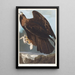 Aigle royal - John James Audubon — quadro incorniciato alla parete
