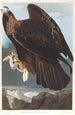 Aigle royal - John James Audubon — vista dell’opera
