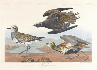 John James Audubon - Golden plover.webp