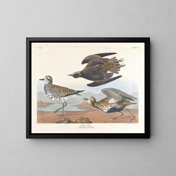 Pluvier doré - John James Audubon — quadro incorniciato alla parete