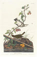 Paruline à couronne dorée - John James Audubon — vista dell’opera