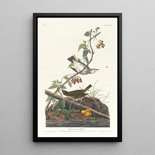 John James Audubon - Goldencrowned thrush.webp