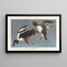 Garrot à œil d'or, Fuligula clangula - John James Audubon — quadro incorniciato alla parete