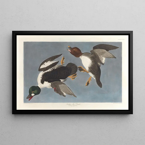 Garrot à œil d'or, Fuligula clangula - John James Audubon — quadro incorniciato alla parete