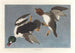 Garrot à œil d'or, Fuligula clangula - John James Audubon — vista dell’opera