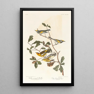 John James Audubon - Goldenwinged warbler.webp