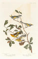 Paruline à ailes dorées - John James Audubon — vista dell’opera