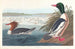 Harle bièvre - John James Audubon — vista dell’opera