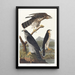 Autour des palombes - John James Audubon — quadro incorniciato alla parete