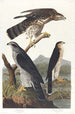 Autour des palombes - John James Audubon — vista dell’opera