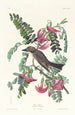 Tyran gris - John James Audubon — vista dell’opera