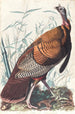 Grande gallo americano - John James Audubon — vista dell’opera