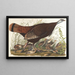 Grande gallina d'America, giovane - John James Audubon — quadro incorniciato alla parete