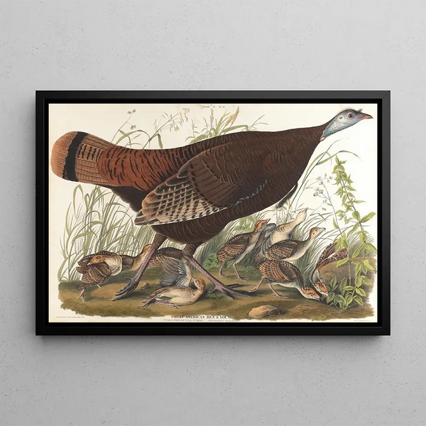 Grande gallina d'America, giovane - John James Audubon — quadro incorniciato alla parete