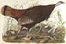 Grande gallina d'America, giovane - John James Audubon — vista dell’opera